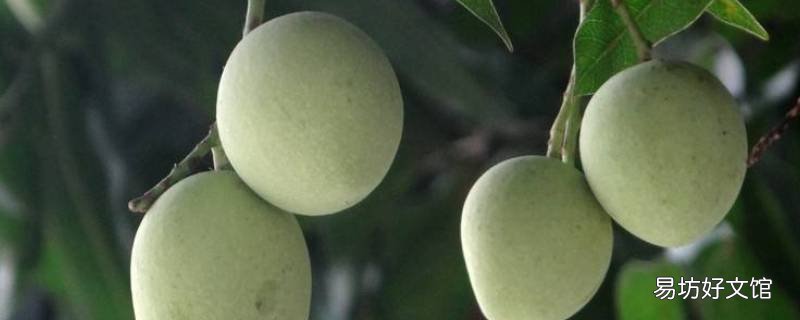 绿化芒果能吃吗