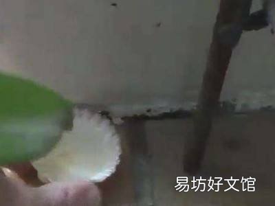 家里的蚂蚁怎样能彻底清除