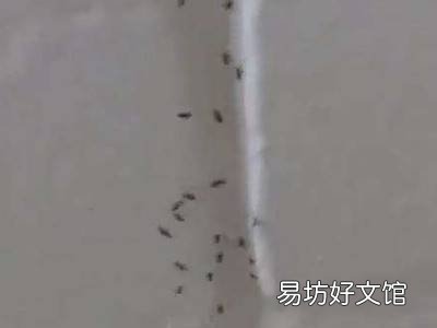 家里的蚂蚁怎样能彻底清除