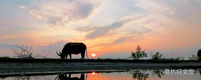 夕阳西下有哪些动物