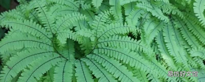 裸子植物出现的地质年代