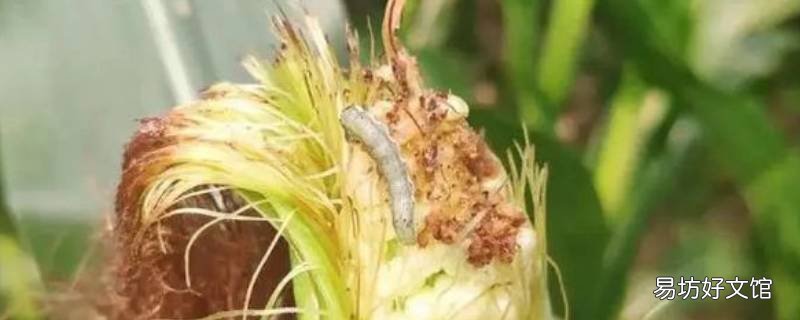 玉米里的白虫子叫什么