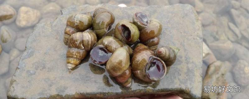 石螺有寄生虫吗