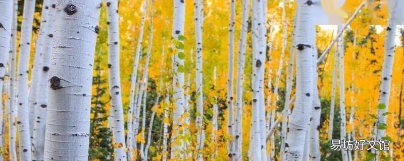 杨树有什么特点