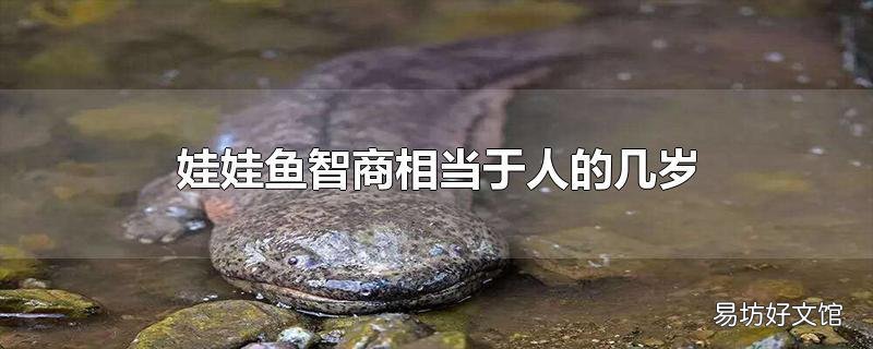 娃娃鱼智商相当于人的几岁