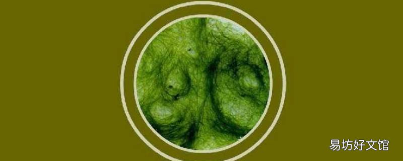 水绵是真核生物吗