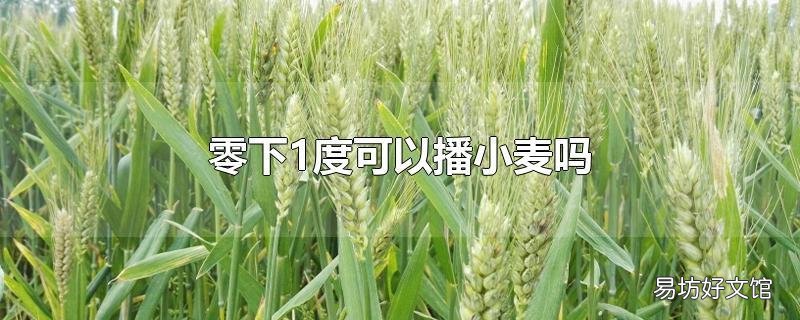 零下1度可以播小麦吗
