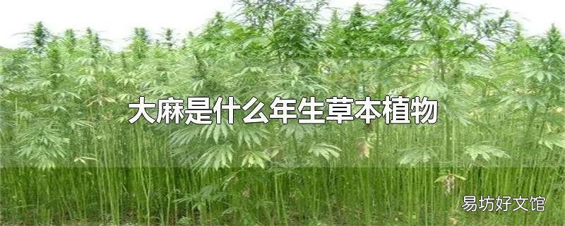 大麻是什么年生草本植物
