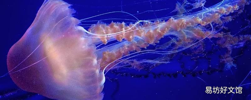 水母分公母吗