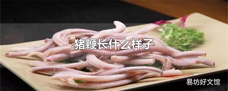 猪鞭长什么样子