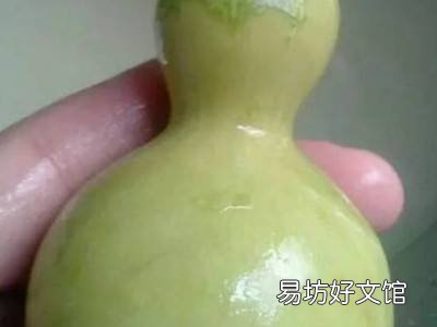 新葫芦怎么处理方法