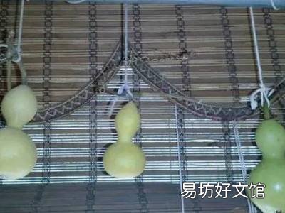 新葫芦怎么处理方法