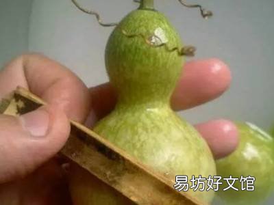 新葫芦怎么处理方法