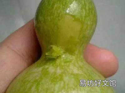 新葫芦怎么处理方法