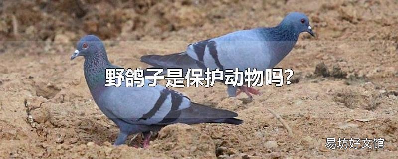 野鸽子是保护动物吗?