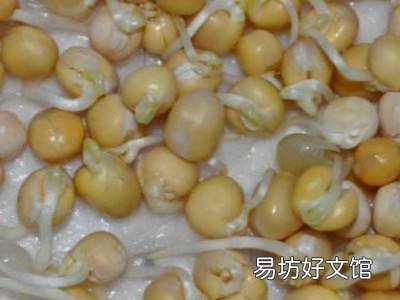 如何发黄豆芽