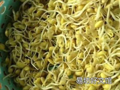 如何发黄豆芽