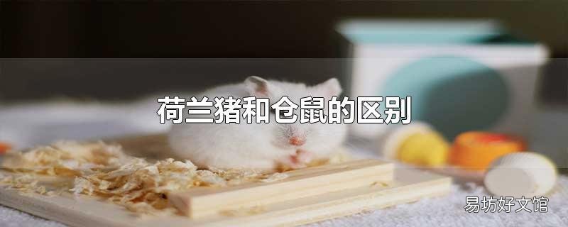 荷兰猪和仓鼠的区别