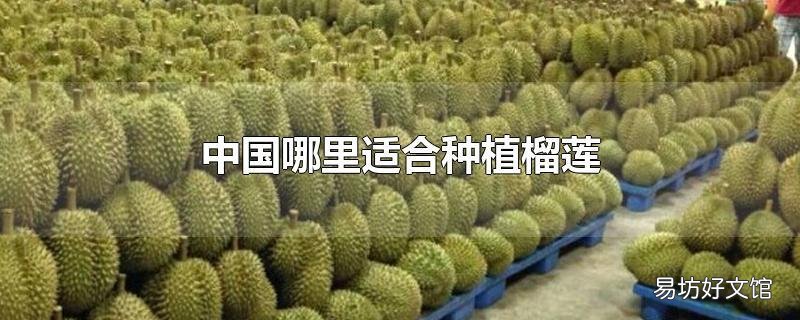 中国哪里适合种植榴莲
