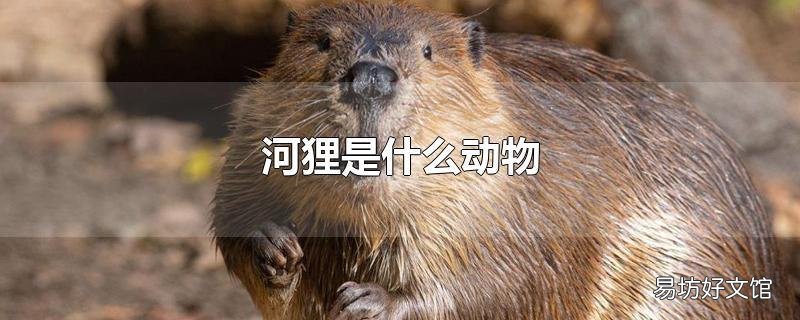 河狸是什么动物