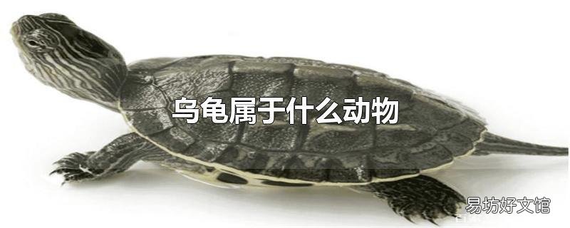 乌龟属于什么动物