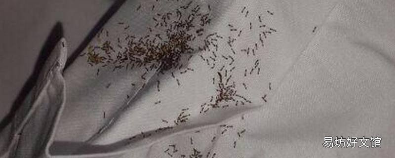 为什么床上会有蚂蚁
