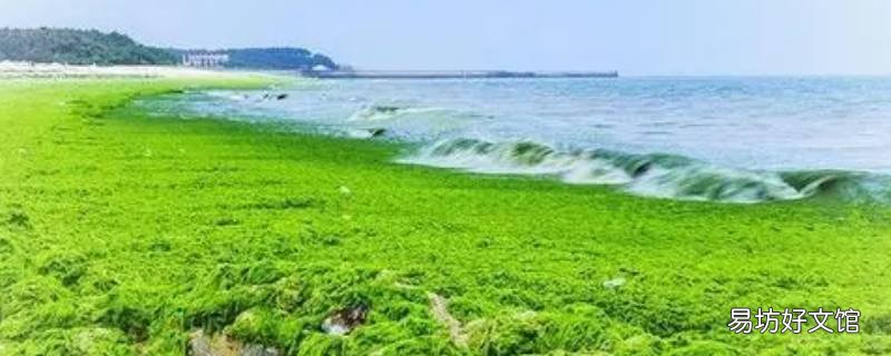 什么是绿潮