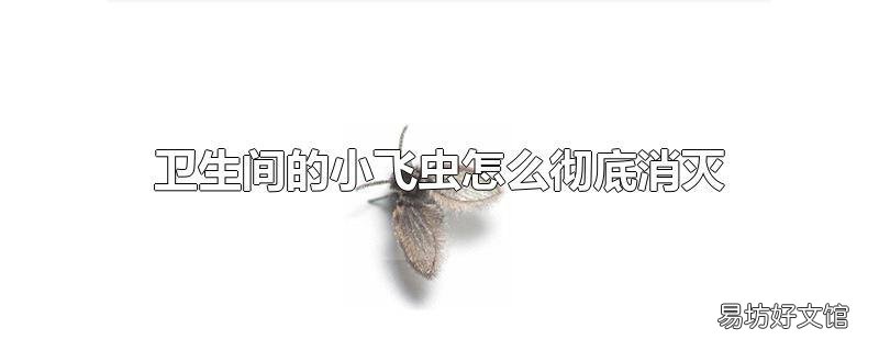 卫生间的小飞虫怎么彻底消灭