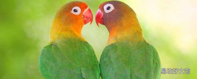 牡丹鹦鹉叫声分析