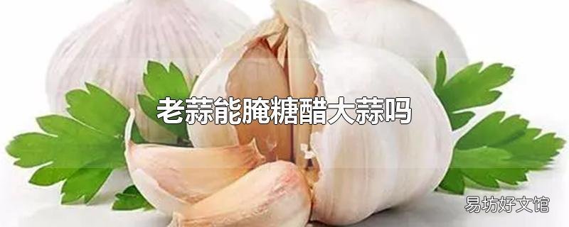 老蒜能腌糖醋大蒜吗