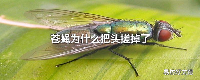 苍蝇为什么把头搓掉了