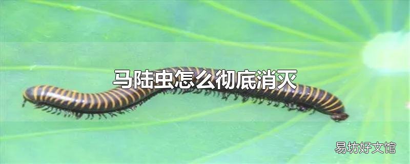 马陆虫怎么彻底消灭
