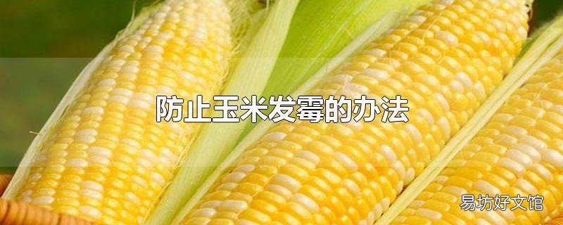 防止玉米發霉的辦法