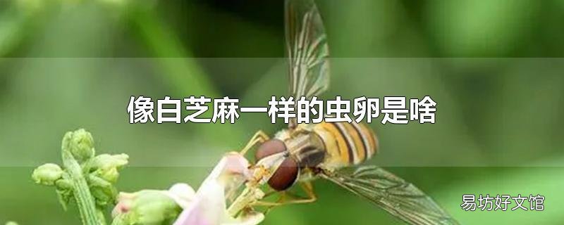像白芝麻一样的虫卵是啥