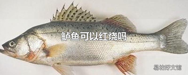 鱸魚可以紅燒嗎