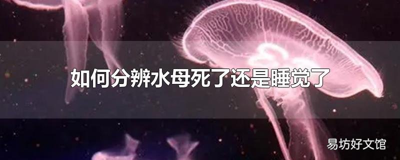 如何分辨水母死了还是睡觉了