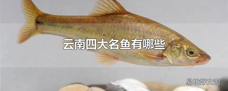 云南四大名鱼有哪些