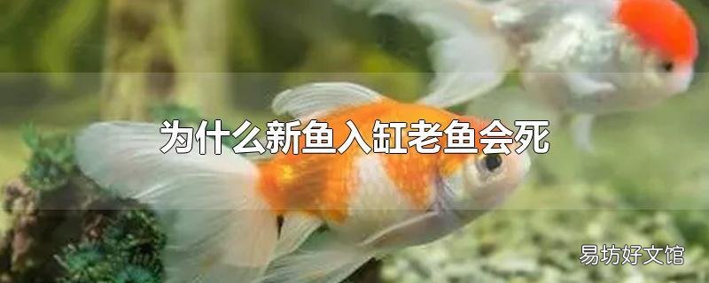 为什么新鱼入缸老鱼会死