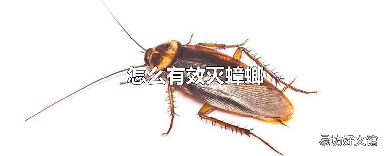 怎么有效灭蟑螂