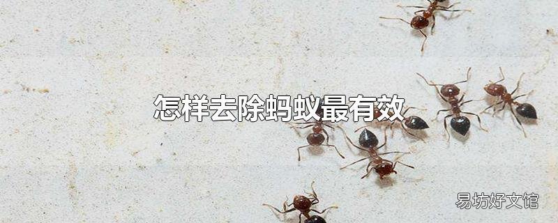 怎样去除蚂蚁最有效