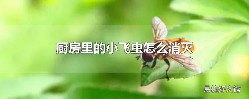 厨房里的小飞虫怎么消灭