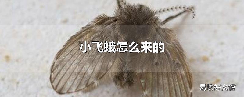 小飞蛾怎么来的