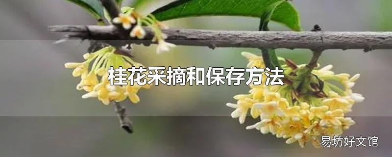 桂花采摘和保存方法