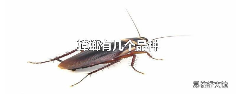 蟑螂有幾個品種
