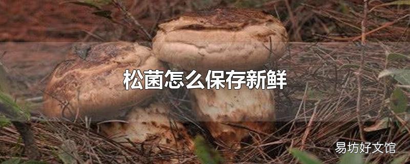 松菌怎么保存新鲜