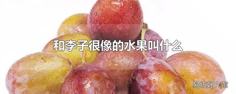和李子很像的水果叫什么
