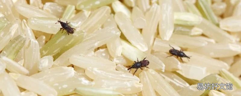 米里面会飞的虫子是什么虫呢