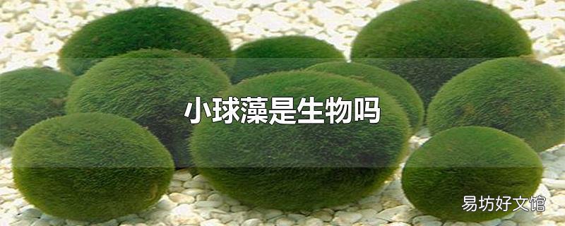 小球藻是生物吗