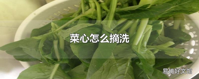 菜心怎么摘洗