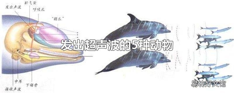 发出超声波的5种动物
